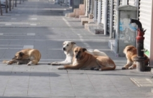 Başıboş sokak köpeği sorununa karşı ortak çalışma