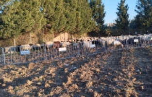 100'den fazla başıboş koyun Osmangazi'de toplatıldı