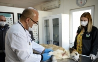 Boynunu jiletli telin kestiği köpek sağlığına kavuştu