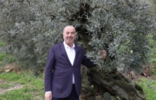 Mudanya Belediyesi’nden Tirilye zeytini için coğrafi işaret başvurusu