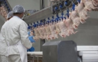 Ticaret Bakanlığı tavuğa ihracat yasağı getiriyor