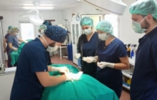 Geleceğin veteriner hekimlerine uygulamalı eğitim