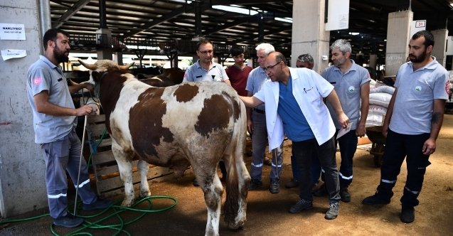 Kurbanlıklar bu ‘TİMden kaçamayacak