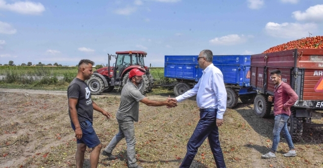 Karacabey#039;de salçalık domates hasadı başladı