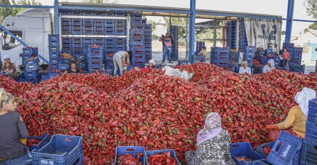 Karacabey#039;de biber üreticilerine sürpriz ziyaret