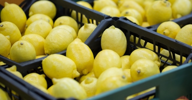 Sezonun ilk limonu ihracat yolcusu