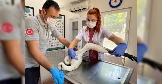 Yaralı leylek Osmangazide şifa buldu