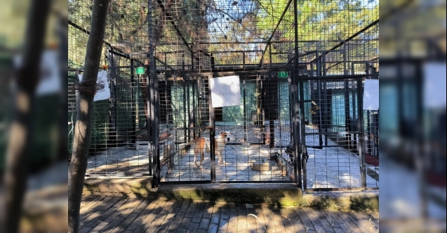 Ata saldıran köpek yakalandı