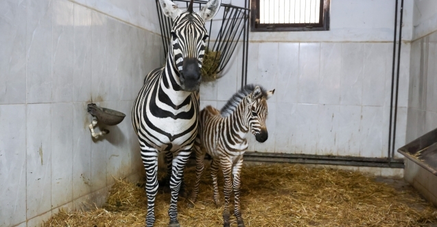 Türkiye’nin en büyük zebra sürüsünde doğum heyecanı