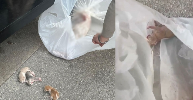 Bursa’da dehşet: Yavru kediler 4. kattan atıldı