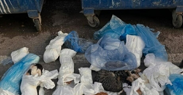 Çöp poşetlerinden 33 ölü kedi çıktı