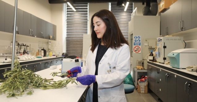 Zeytin atıkları tarımın geleceğine dönüşüyor