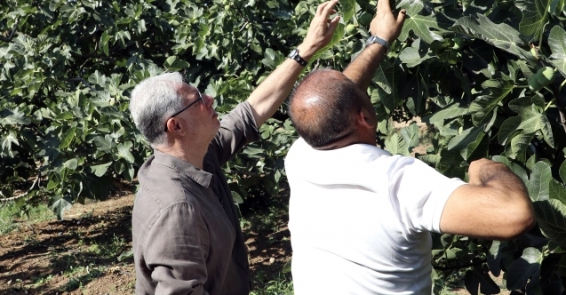 Bursa Siyah İnciri için hasat mesaisi