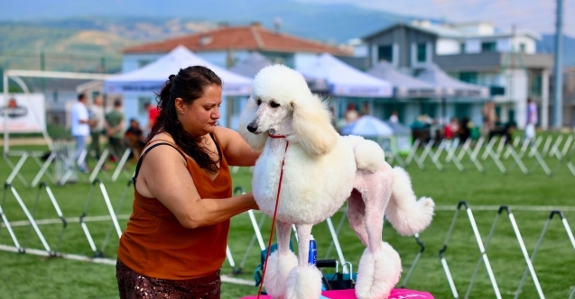 Gemlik’te patili dostlar podyumda